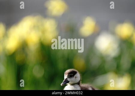 Eine ägyptische Gänsehaut im St. James Park, London. Bilddatum: Montag, 26. Februar 2024. Stockfoto