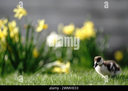 Eine ägyptische Gänsehaut im St. James Park, London. Bilddatum: Montag, 26. Februar 2024. Stockfoto