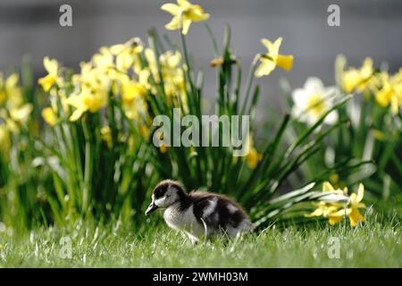 Eine ägyptische Gänsehaut im St. James Park, London. Bilddatum: Montag, 26. Februar 2024. Stockfoto