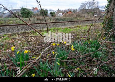 Narzissen, die wild neben einer Eisenbahnlinie in einem Industriegebiet herumlaufen. Stockfoto