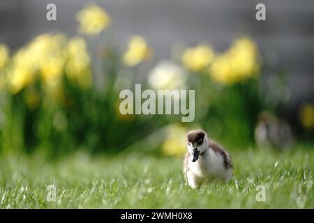 Eine ägyptische Gänsehaut im St. James Park, London. Bilddatum: Montag, 26. Februar 2024. Stockfoto