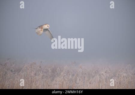 Eine Scheuneneule (Tyto alba) jagt an einem kalten, frostigen Wintermorgen über ein Norfolk-Schilf. Stockfoto