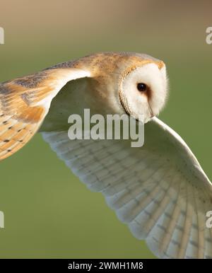 Nahaufnahme einer wilden Scheuneneule im Abendsonnenlicht, Norfolk Stockfoto