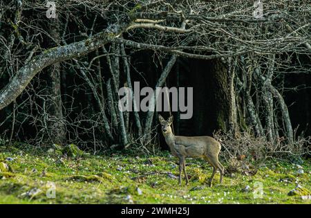 Reh Weibchen im frühen Frühjahr auf einer blühenden Weide am Waldrand im juragebirge in der Schweiz Stockfoto