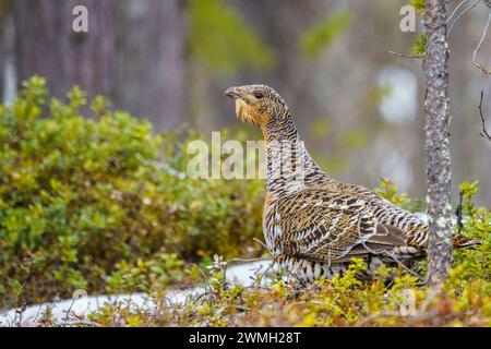 Weibchen des Westlichen Auerhuhns, Tetrao urogallus im Wald zur Frühlingszeit, Nationalpark Stora sjöfallet, Schwedisch Lappland, Schweden Stockfoto