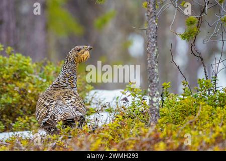 Weibchen des Westlichen Auerhuhns, Tetrao urogallus im Wald zur Frühlingszeit, Nationalpark Stora sjöfallet, Schwedisch Lappland, Schweden Stockfoto