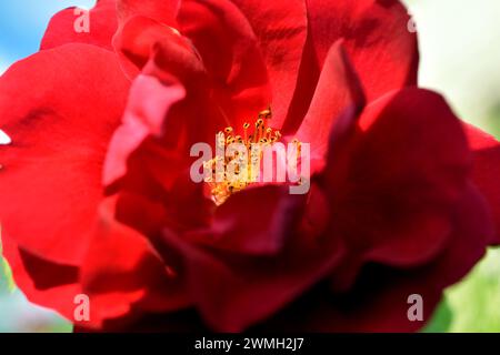Nahaufnahme einer roten Rosenblume mit ihren breiten Blüten und gelben Staubblättern. Stockfoto