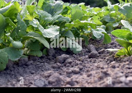 Eine Reihe grüner Rettichblätter, die in einem Gemüsegarten wachsen. Stockfoto