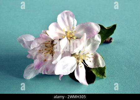 Feder. Apfelbaumzweig mit blühenden Blüten. Grußkarte. Stockfoto