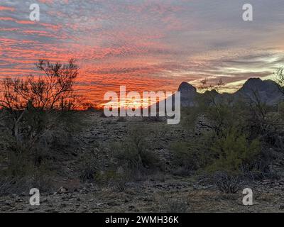 Üppige Wüstenlandschaft mit Bäumen und Büschen vor Bergkulisse Stockfoto
