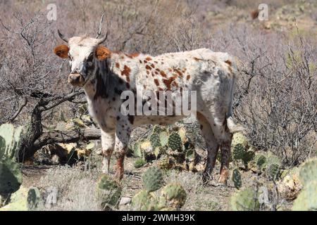 Eine gefleckte Wüstenkuh, die in der Nähe von Büschen in der Wildnis steht Stockfoto