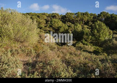 Mediterrane Macchia, Puig de Randa, Algaida, Mallorca, Balearen, Spanien Stockfoto