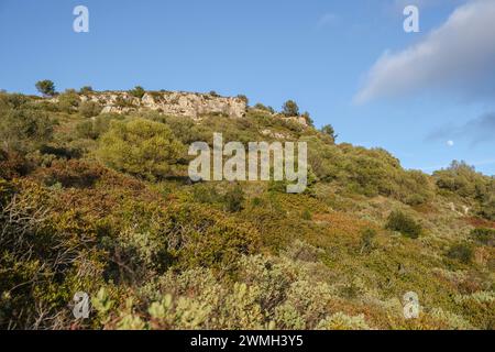 Mediterrane Macchia, Puig de Randa, Algaida, Mallorca, Balearen, Spanien Stockfoto