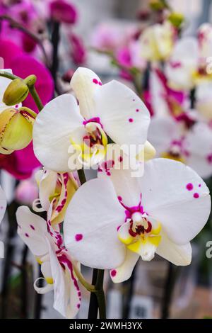 Weiße Orchidee, Phalaenopsis, Mallorca, Balearen, Spanien Stockfoto