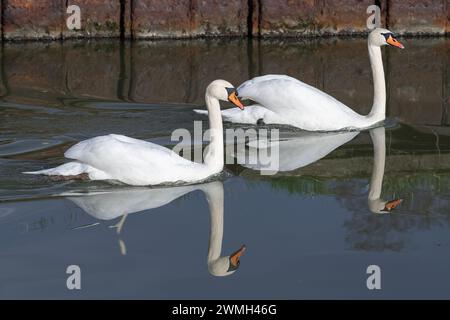 Nancy, Frankreich - im Fokus stehen zwei stumme Schwäne am Marne-Rhein-Kanal mit ihren Reflexionen im Wasser. Stockfoto