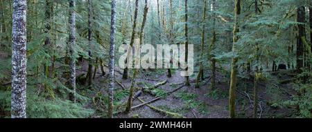 Sonnenlicht zieht durch einen wunderschönen, moosbedeckten Wald in der Nähe der Mount St. Helens, Washington. Der pazifische Nordwesten ist von ausgedehnten Wäldern übersät. Stockfoto