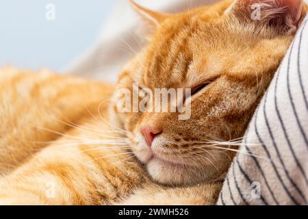 Eine orangene Katze, die friedlich auf einem Kissen döst Stockfoto