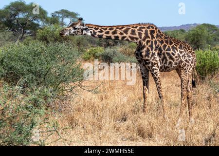 Tarangire, Tansania, 23. Oktober 2023. Giraffe, die sich von Blättern eines Baumes ernährt. Stockfoto