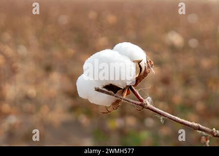 Baumwollfelder bereit für die Ernte. Baumwollernte in Usbekistan. Stockfoto