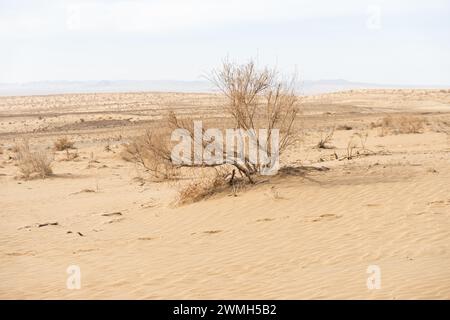 Busch in der Wüste, umgeben von Sand Stockfoto