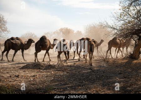 Kamele in der Wüste Kyzylkum in Usbekistan. Viele Kamele zum Weiden in der Natur. Stockfoto