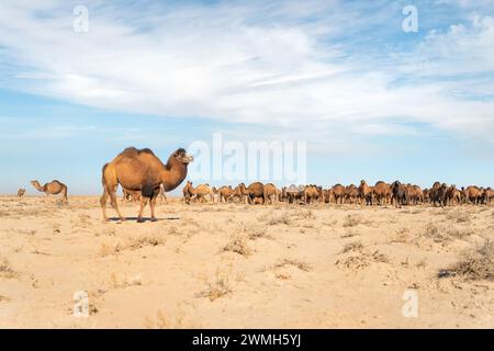 Das Baktrische Kamel, auch als mongolisches Kamel bekannt, ist ein großer, gleichzähliger Huftier, der in den Steppen Zentralasiens beheimatet ist. Es hat zwei Buckel auf dem Rücken, Stockfoto