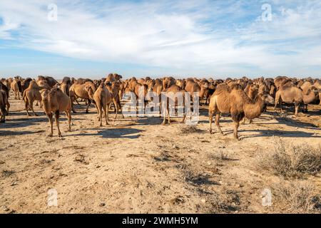 Kamele in der Wüste Kyzylkum in Usbekistan. Viele Kamele zum Weiden in der Natur. Stockfoto