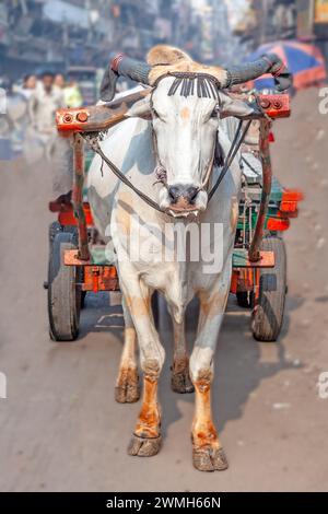 Das Ochsendiagramm ist ein üblicher Frachttransport in den engen Gassen des alten Delhi. Stockfoto