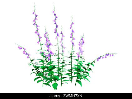 3D-Darstellung von blühenden campanula-Pflanzen oder Glockenblumen isoliert auf weißem Hintergrund Stockfoto