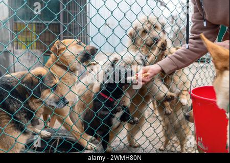 Streunende Hunde essen im Tierheim. Obdachlose fressende Hunde in einem Tierheim-Käfig Kennel Hunde eingeschlossen. Stockfoto