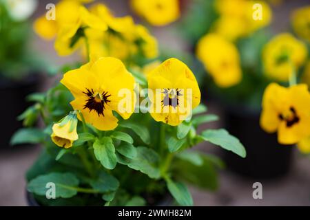 Nahaufnahme des bunten gelben Gartenstiefmütterchens, Viola x wittrockiana. Stockfoto