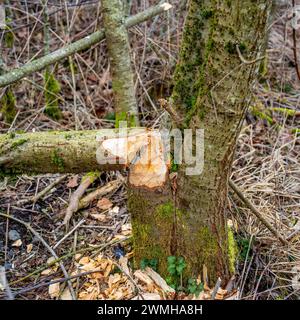 Von Bibern abgeschnittener Baum Stockfoto