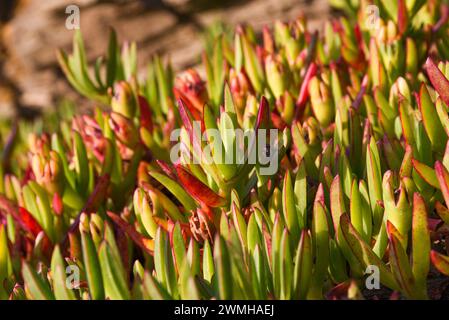 Schöner, farbenfroher Carpobrotus chilensis wächst im Sommer im Garten. Stockfoto