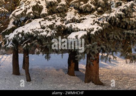 Fichtenbäume im Winter mit Schnee auf den Ästen im Stadtpark. Stockfoto