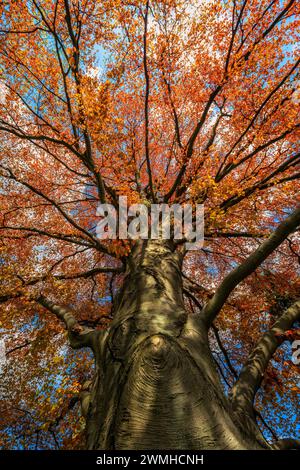 Kupferbuche im Frühling, alt und majestätisch mit sonnendurchflutetem Baldachin. Stockfoto