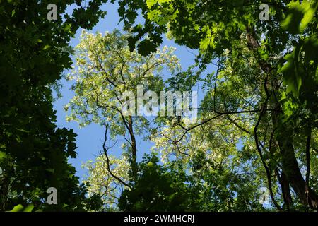 Blühende Bäume der robinia pseudoacacia im Frühlingswald, andere Namen: Falsche Akazie oder Schwarze Heuschrecke, Laubbaum in der Erbsenfamilie Fabaceae. Stockfoto