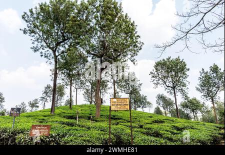 Teeplantagen in Wayanad in Kerala Indien Stockfoto