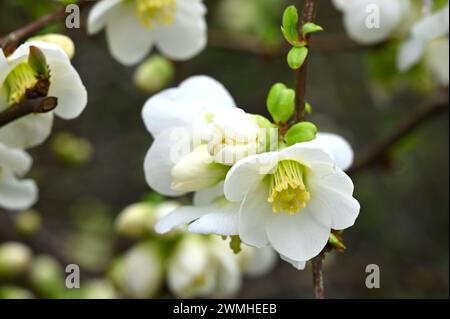 Weiße Blüte der blühenden Quitte Chaenomeles speciosa „Nivalis“ im britischen Garten Februar Stockfoto