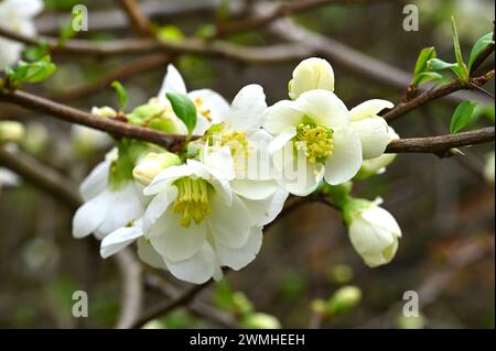 Weiße Blüte der blühenden Quitte Chaenomeles speciosa „Nivalis“ im britischen Garten Februar Stockfoto