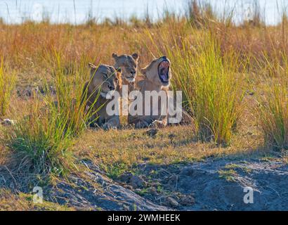 Eine Gruppe Löwen, die im Veldt-Nationalpark im Chobe-Nationalpark in Botswant ruhen Stockfoto