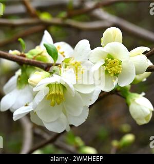 Weiße Blüte der blühenden Quitte Chaenomeles speciosa „Nivalis“ im britischen Garten Februar Stockfoto