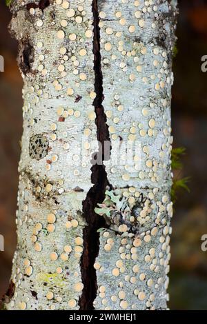 Flechten auf Fichte Run Creek Trail, Clatsop State Forest, Oregon Stockfoto