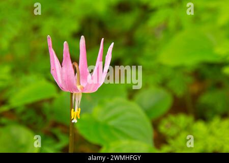 Rosa fawn Lily (erythronium das revolutum), Nehalem Fischzuchtanstalt, Oregon Stockfoto