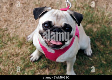 Mops Hund Rasse im Nahfokus Stockfoto