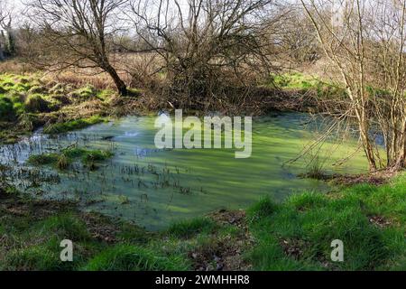 Oxford Island Nature Reserve, Lough Neagh, County Armagh, Nordirland, Großbritannien. Februar 2024. Wetter in Großbritannien: Kalt in der Nordwestbrise, aber ein feiner trockener Tag mit langen Sonnenperioden. Ein Wasserlauf neben dem lough weist bereits Anzeichen von grünem Abschaum auf – dies könnte auf potenzielle Algenprobleme hinweisen, die in diesem Jahr nach den großen Problemen im letzten Jahr auf dem lough anstehen. Quelle: CAZIMB/Alamy Live News. Stockfoto