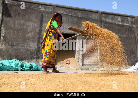 Dhamrai, Dhaka, Bangladesch. Februar 2024. Arbeiter trocknen Reiskörner in einer Reismühle in Dhamrai, Dhaka. Diese Reiskörner werden drei bis vier Tage lang auf dem Boden der Mühle in der Sonne gekocht und getrocknet. Arbeiter bürsten mit großen Holzbürsten, um jedes Korn gleichmäßig zu trocknen. (Kreditbild: © Syed Mahabubul Kader/ZUMA Press Wire) NUR REDAKTIONELLE VERWENDUNG! Nicht für kommerzielle ZWECKE! Stockfoto