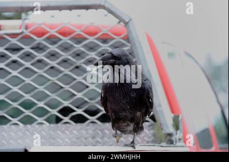 Corvus - Raven - an einem nassen Tag Stockfoto