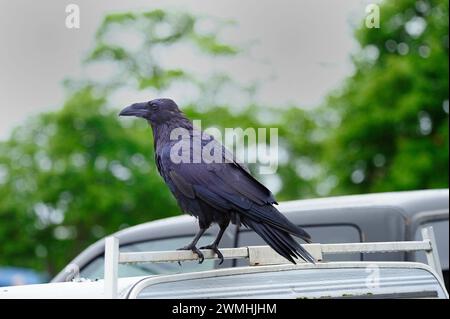 Corvus - Raven - an einem nassen Tag Stockfoto