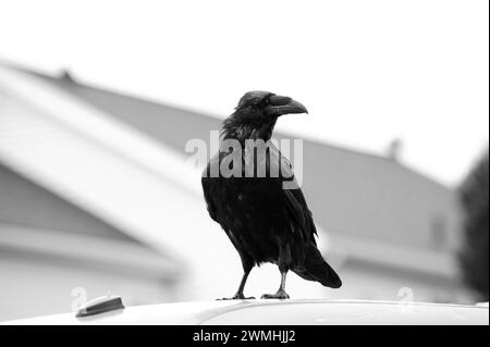 Corvus - Raven - an einem nassen Tag Stockfoto