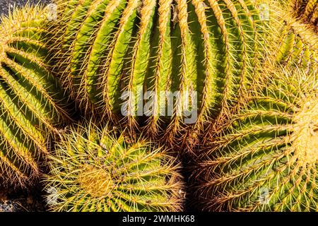 Eine Nahaufnahme großer, sehr stacheliger Kakteen auf der Kanarischen Insel Fuerteventura, Spanien Stockfoto